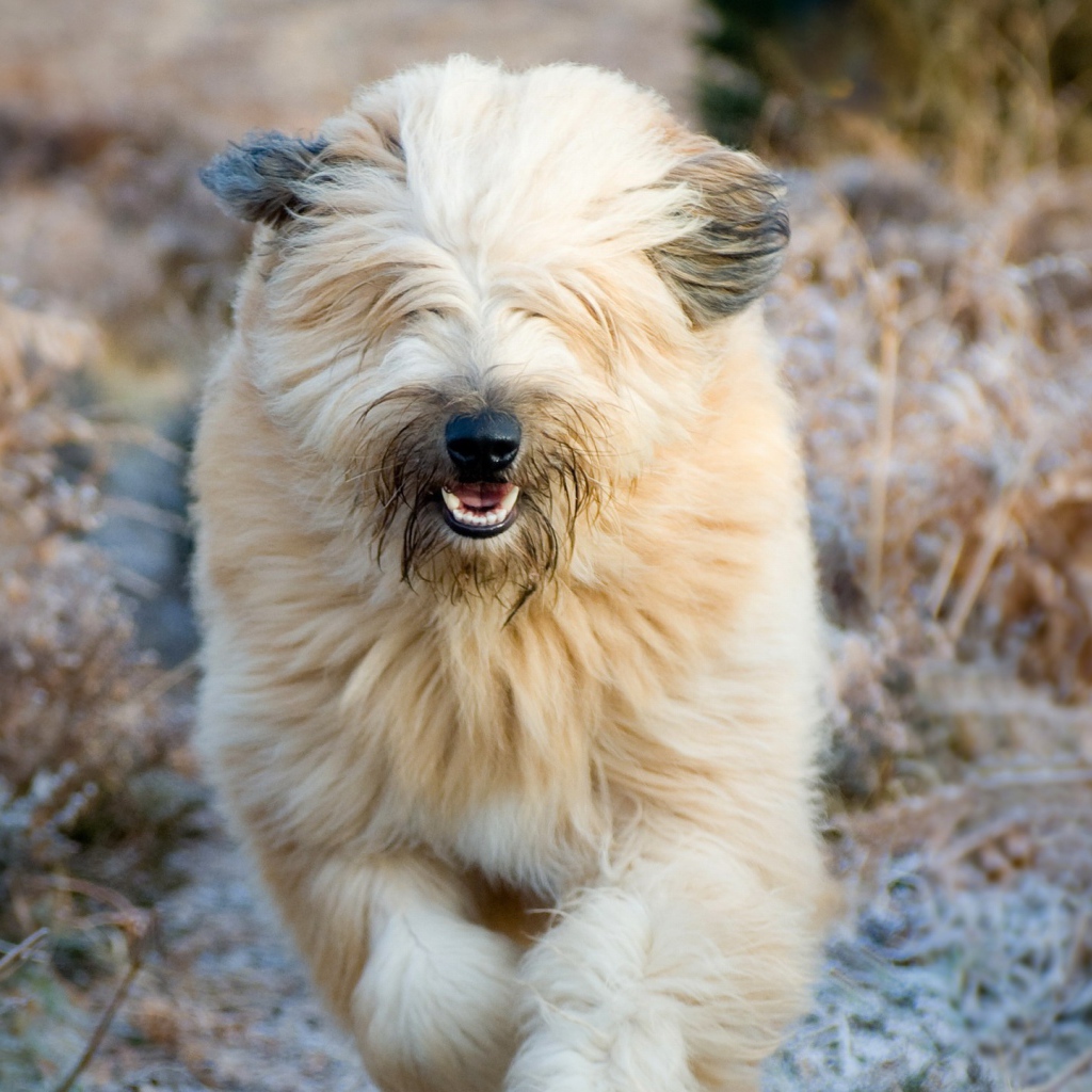 Собака породы бобтейл бежит в поле