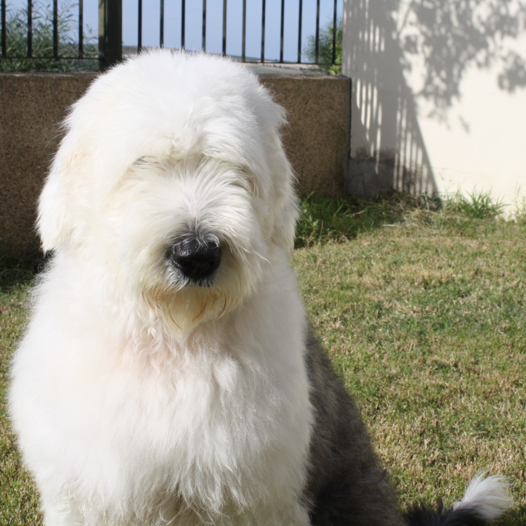 Собака породы бобтейл сидит во дворе дома