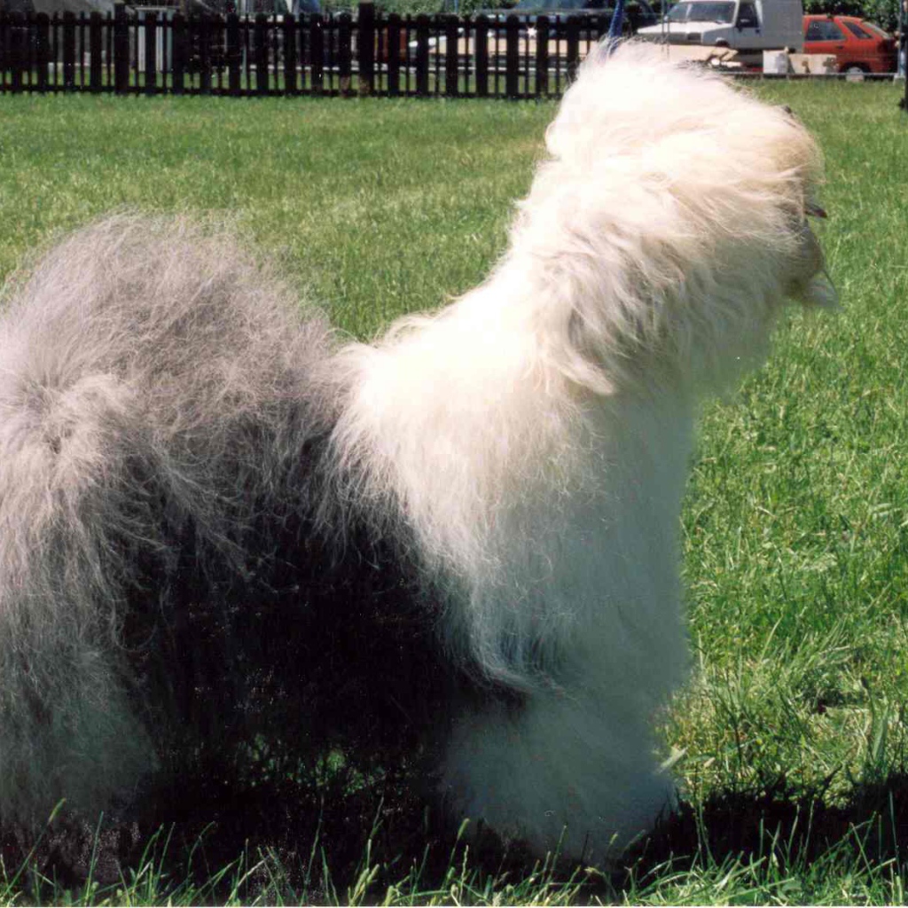 Собака породы бобтейл стоит на лужайке