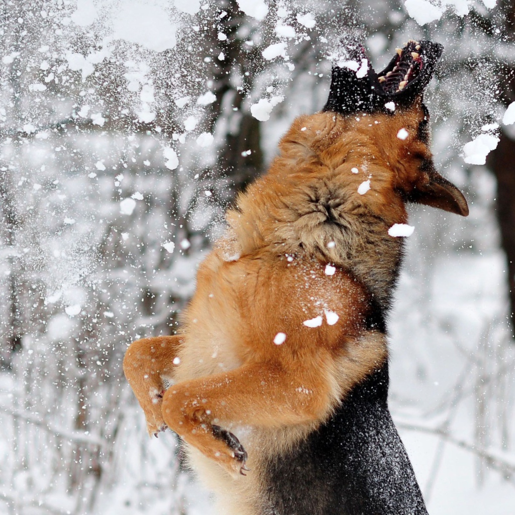 Dog catches the snow