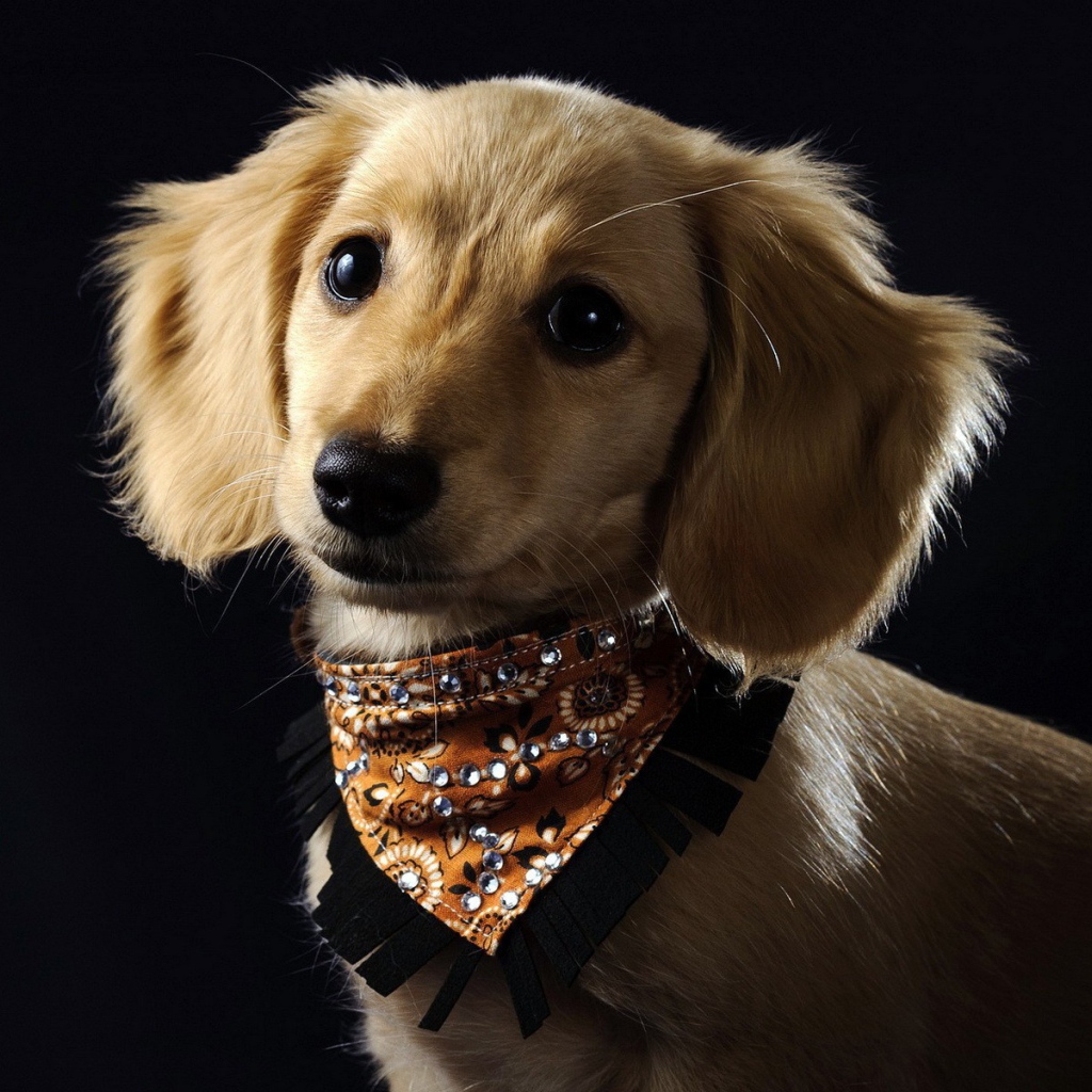 Собака в красивом ошейнике