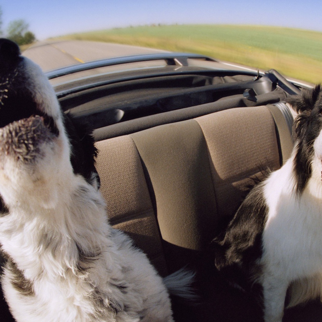 Собаки в автомобиле