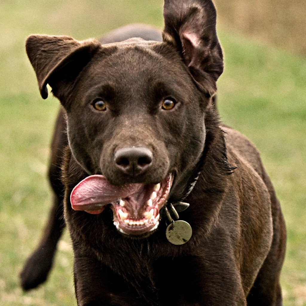 Собака бежит высунув язык