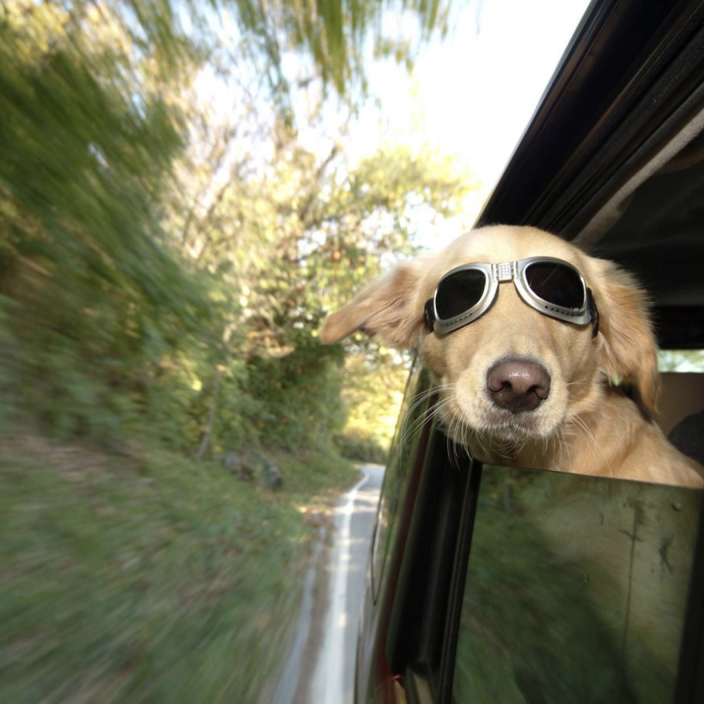 Собака в темных очках