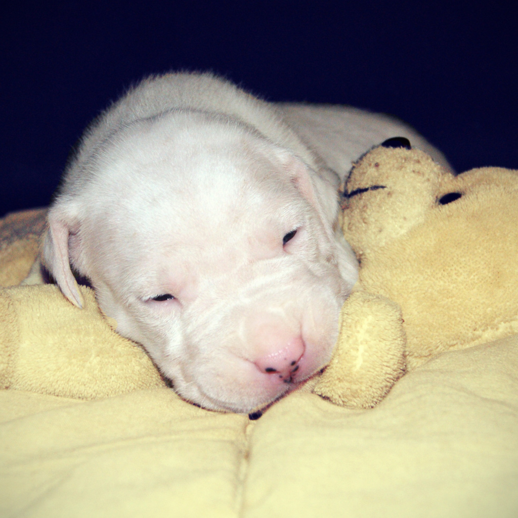 Щенок аргентинского дога