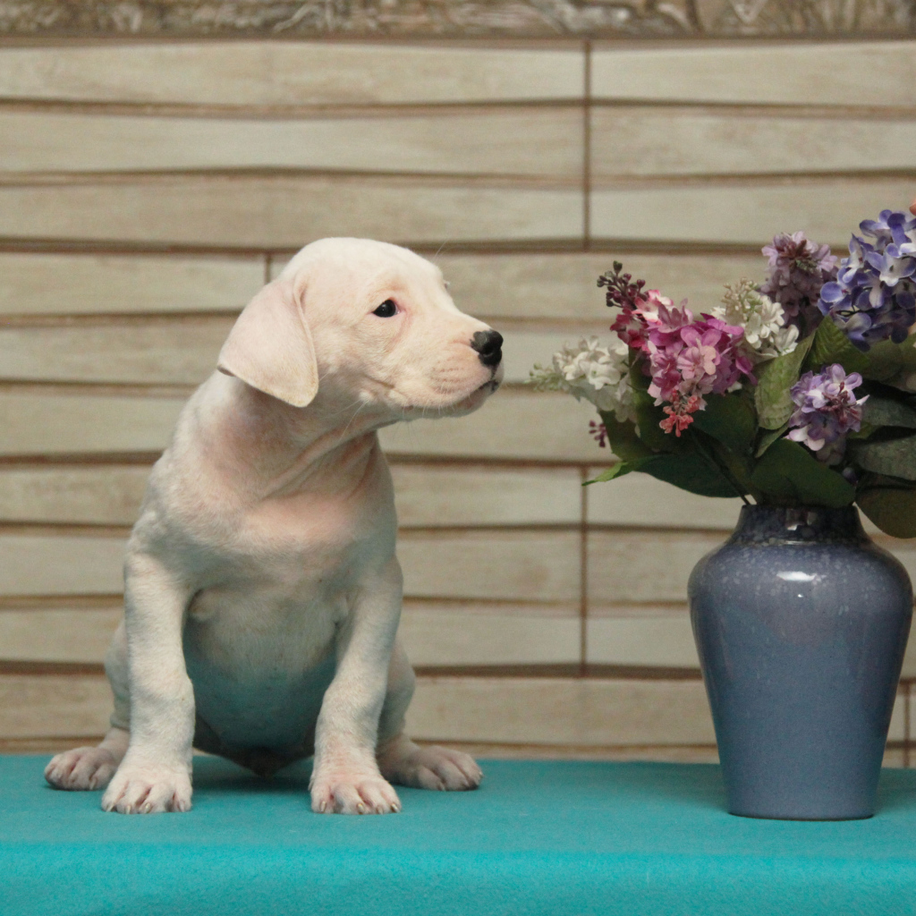 Щенок аргентинского дога и цветы