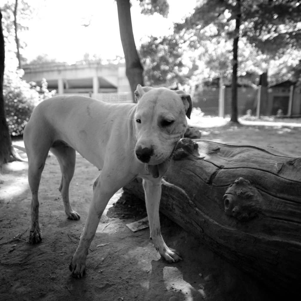 Красивый аргентинский дог, чёрно-белое фото
