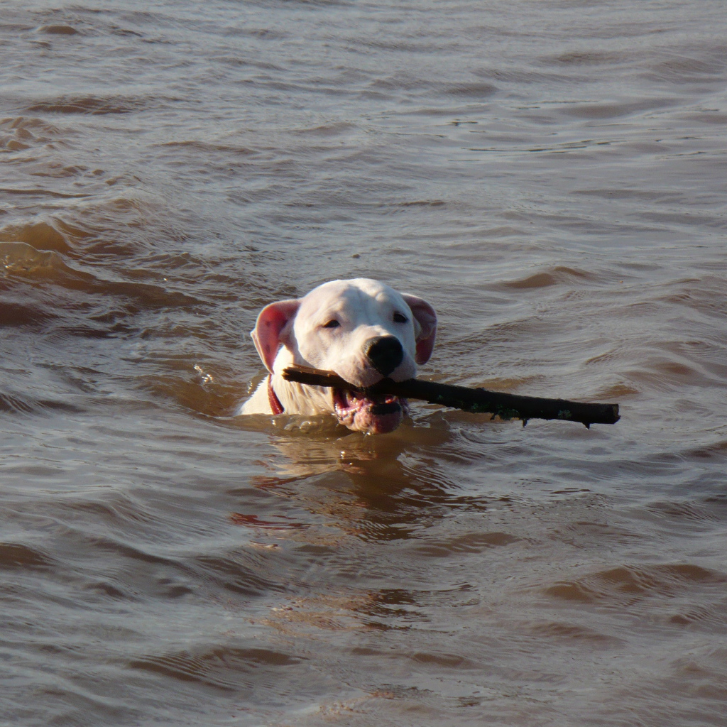 Аргентинский дог несёт палку