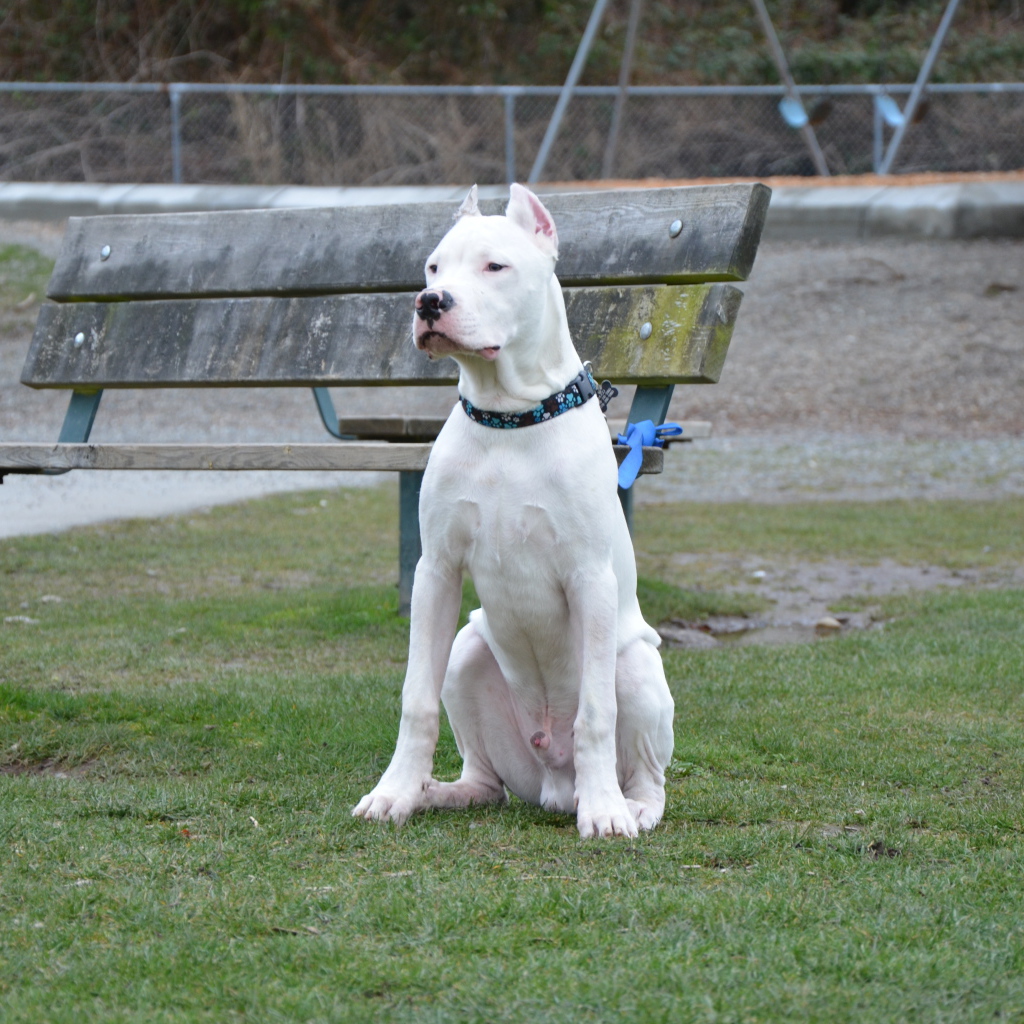 Аргентинский дог охраняет лавку
