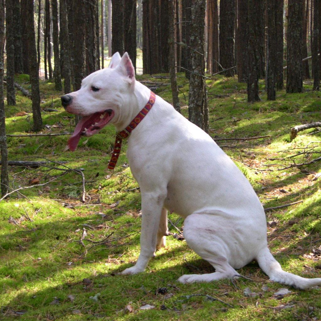 Dogo Argentino is sitting in the forest