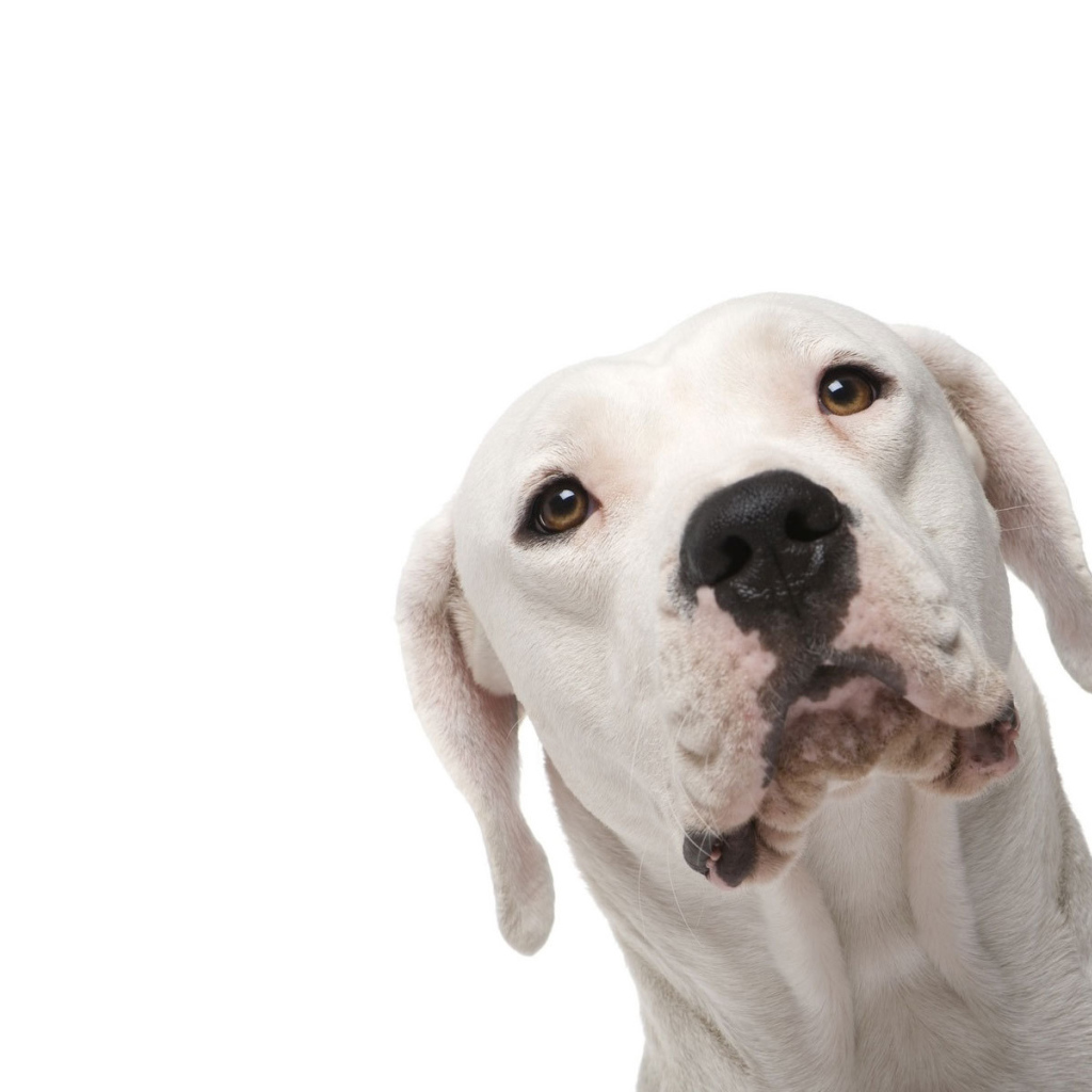 Аргентинский дог на белом фоне