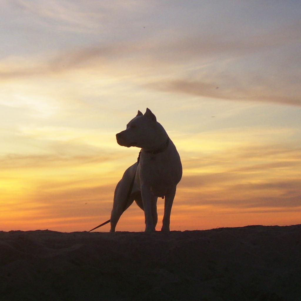 Dogo Argentino on sunset background