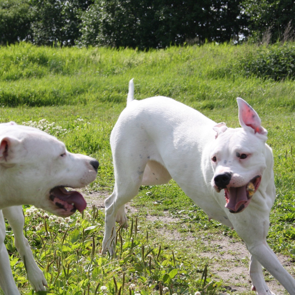 Аргентинские доги играют
