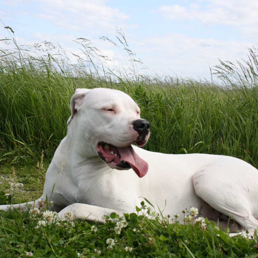 Аргентинский дог устал