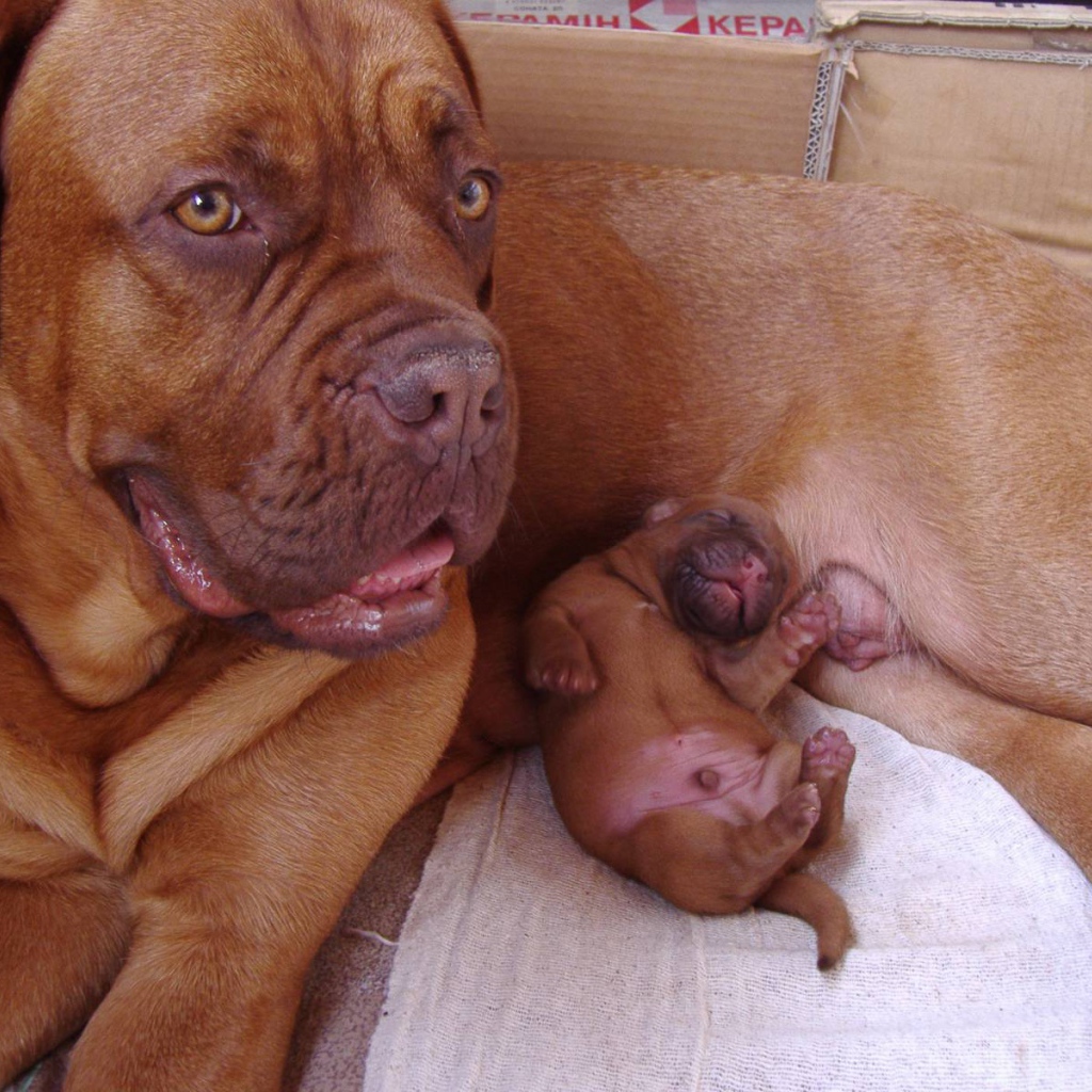 Dogue de Bordeaux and his puppy
