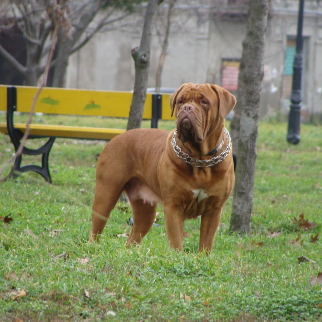 Dogue de Bordeaux in the city park