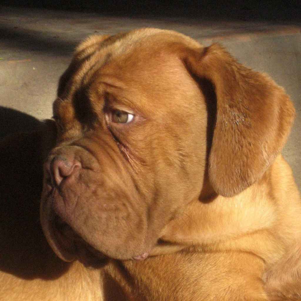 Бордоский дог скучает