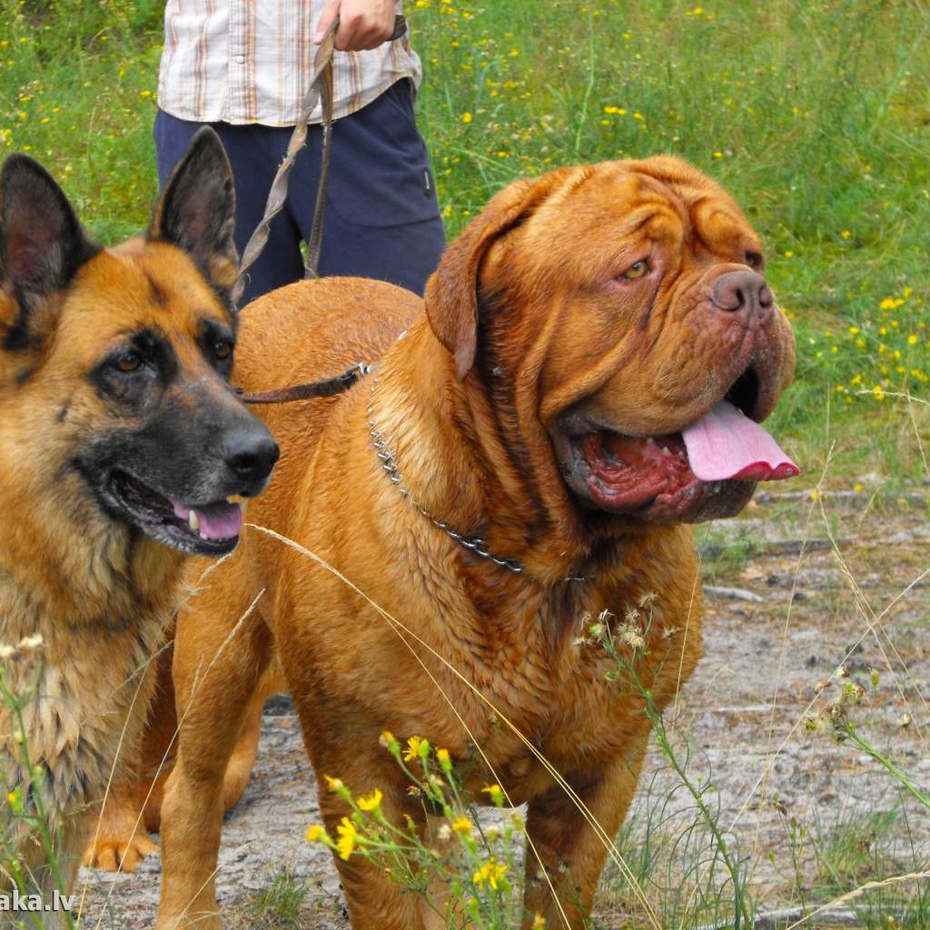 Бордоский дог на прогулке
