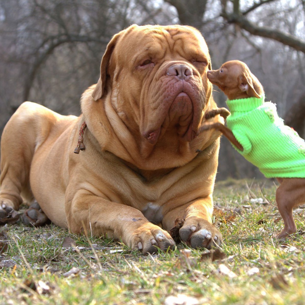 Бордоский дог с маленьким другом
