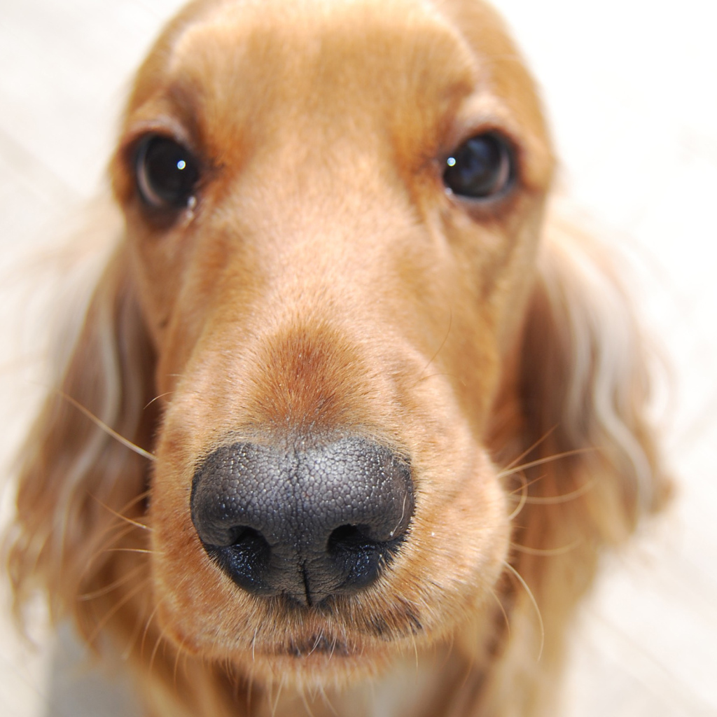 Английский кокер-спаниель крупным планом