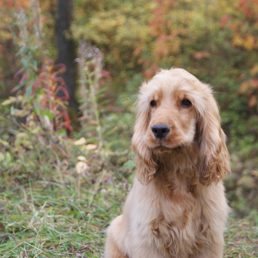 Английский кокер-спаниель в лесу