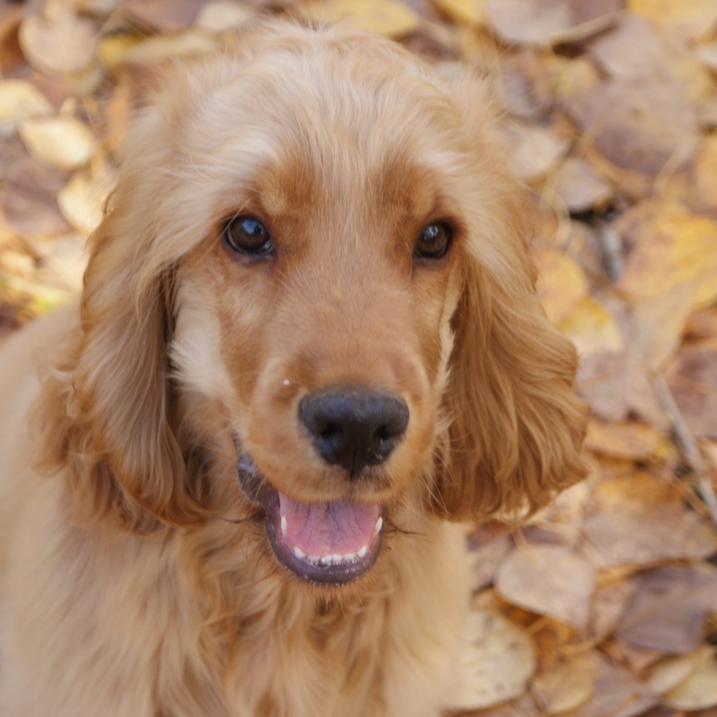 Английский кокер-спаниель на осенних листьях
