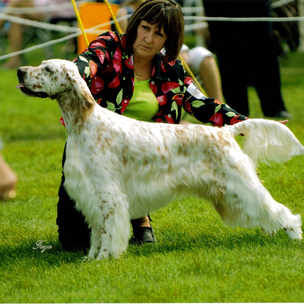 Английский сеттер на собачьей выставке