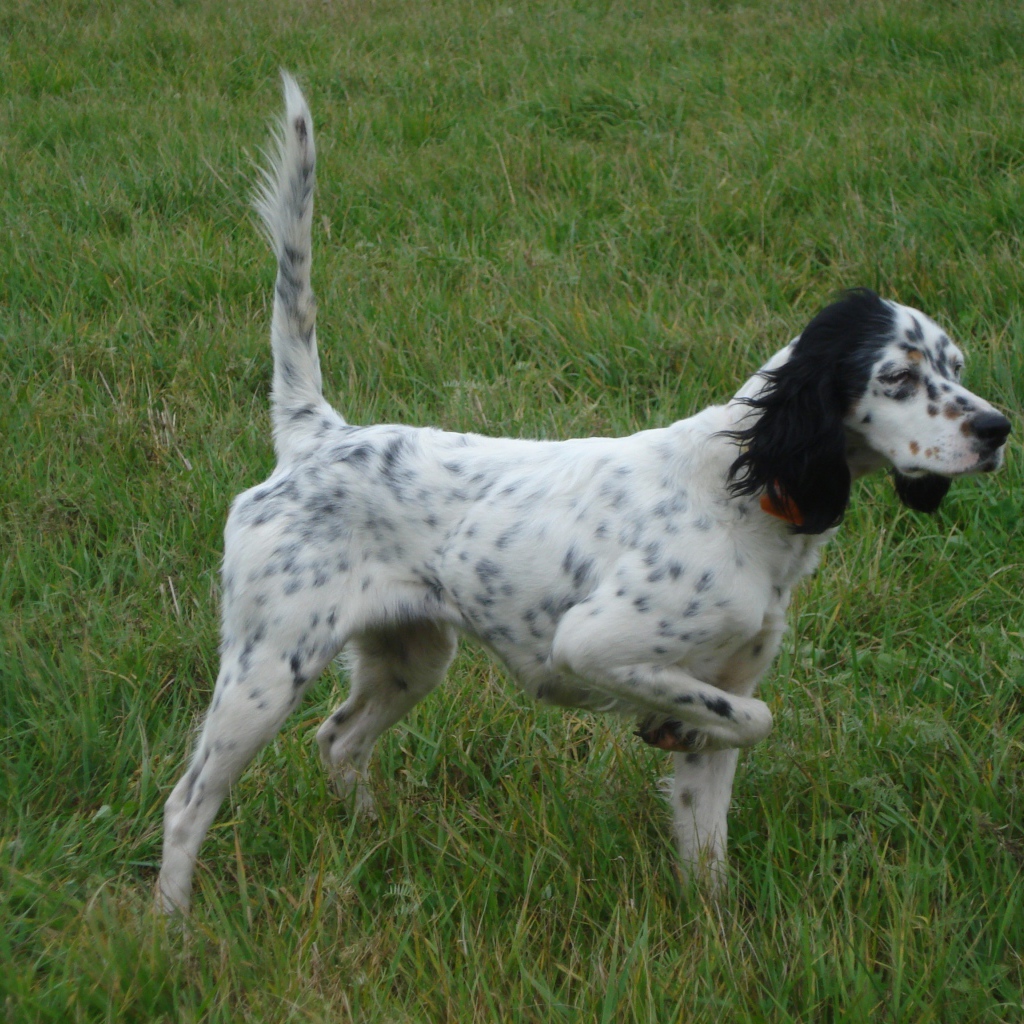 Английский сеттер, хвост трубой