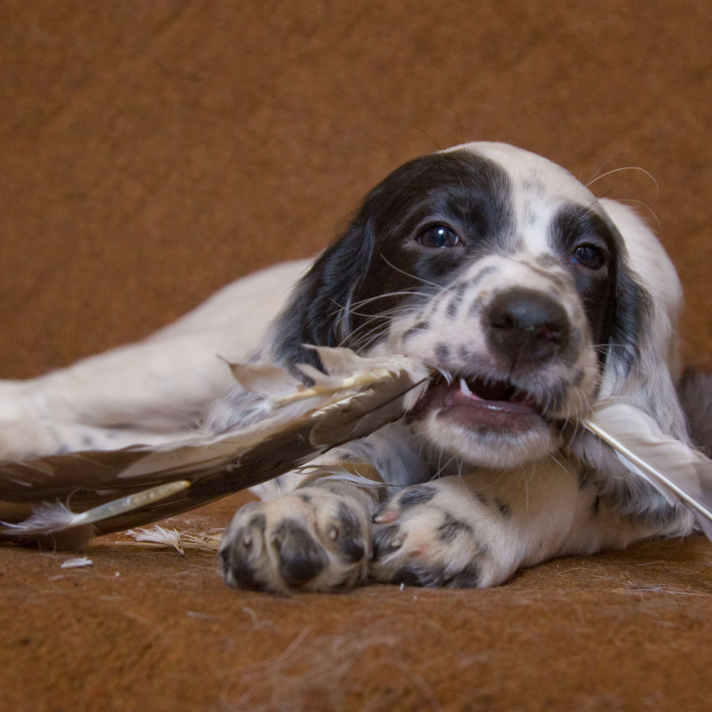 Английский сеттер и  перья