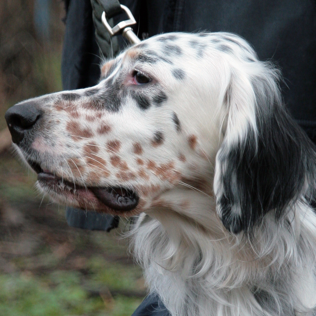 Английский сеттер крупным планом