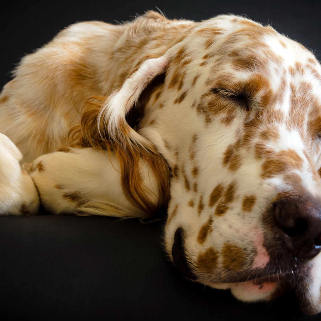 Английский сеттер заснул