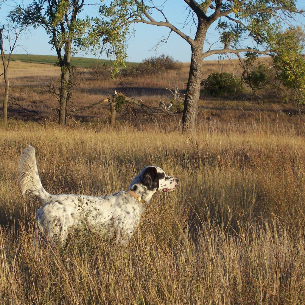 Английский сеттер в высохшей траве