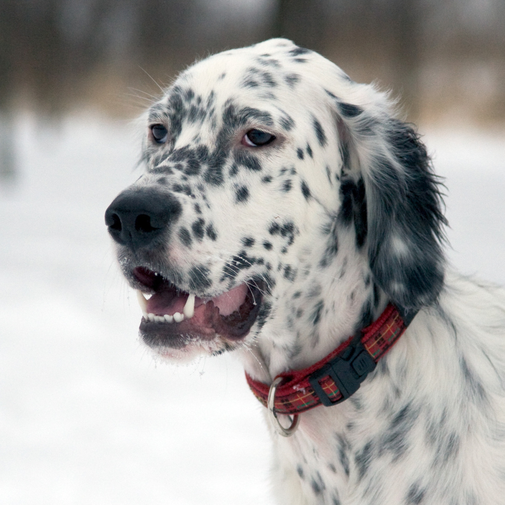 Английский сеттер на прогулке зимой