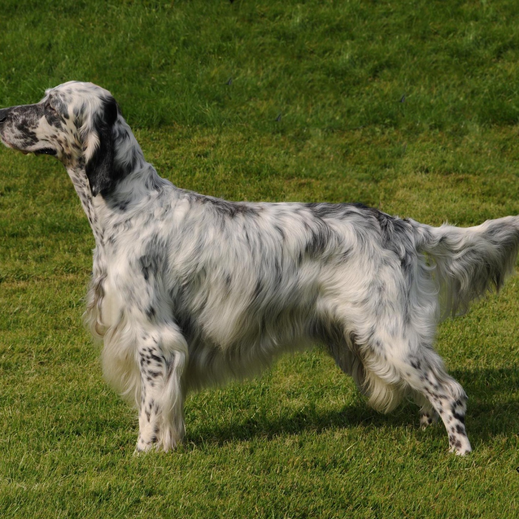 Английский сеттер на природе