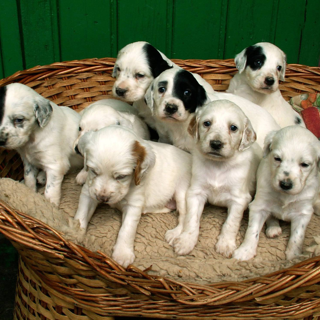 Щенки английского сеттера в корзине