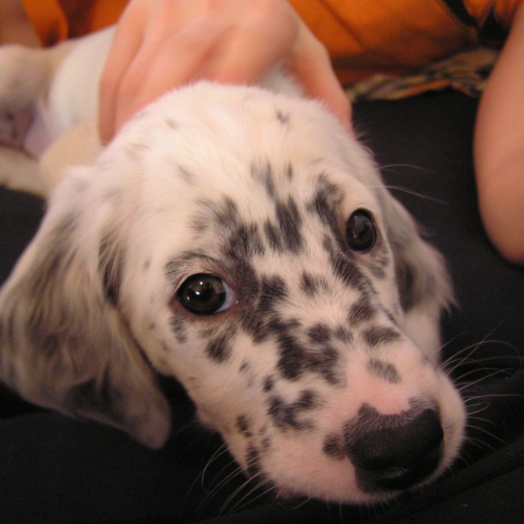 Щенок английского сеттера