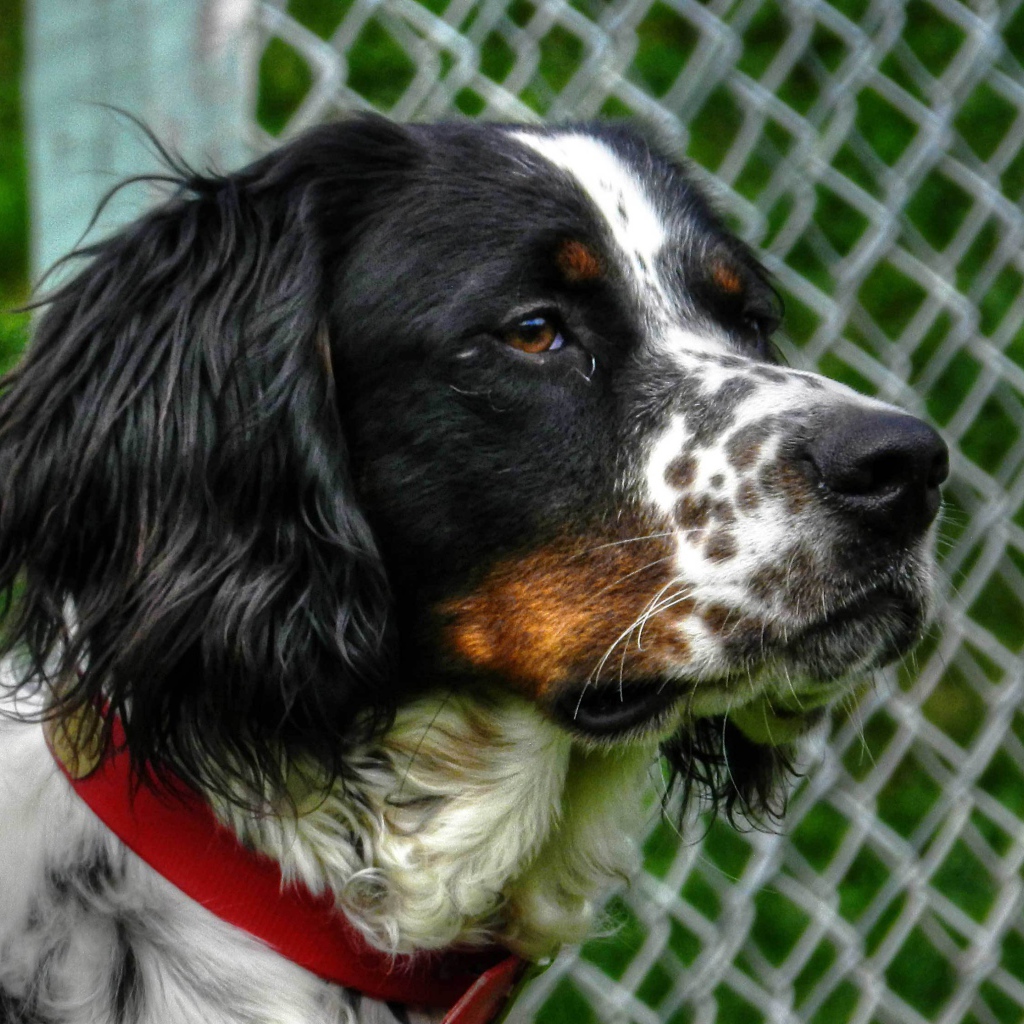 Английский сеттер кого-то увидел