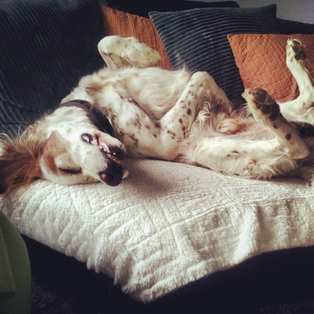 Английский сеттер развалился на диване