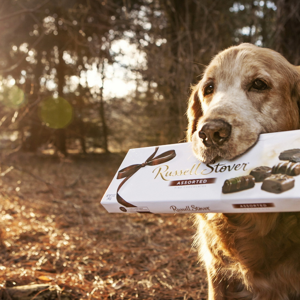 Английский сеттер с коробкой конфет