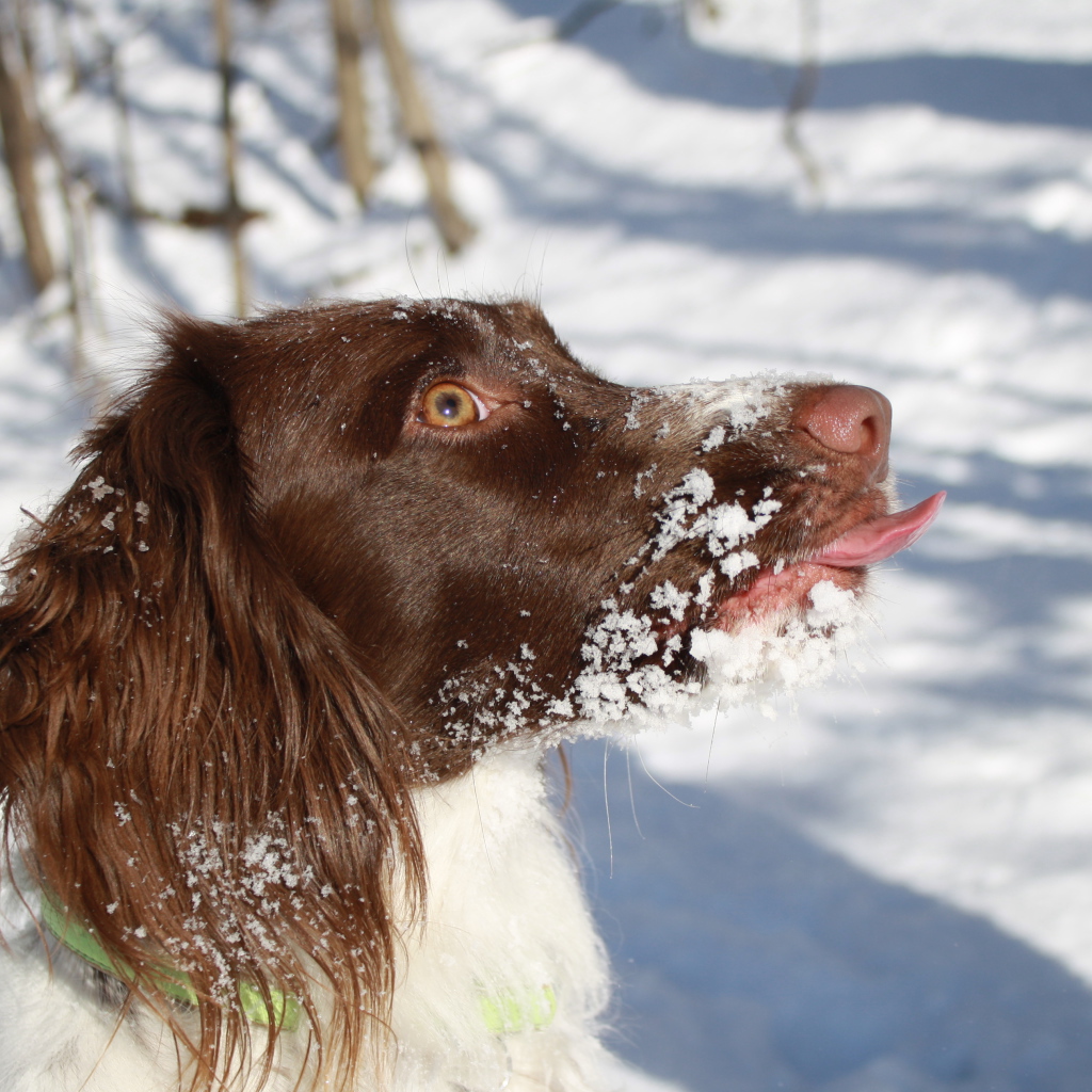 Английский спрингер-спаниель в снегу крупным планом