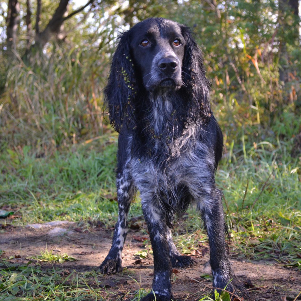 Английский спрингер-спаниель в лесу