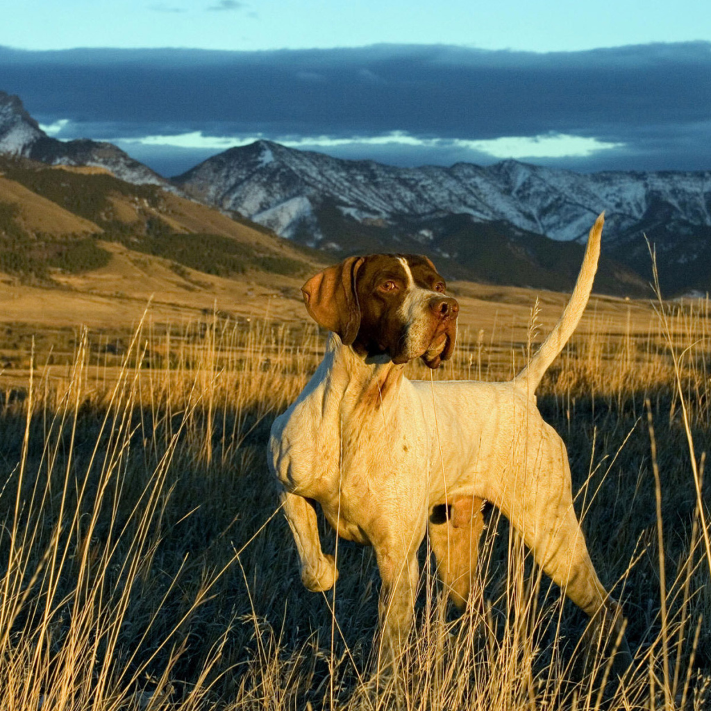 Английский Пойнтер в поле
