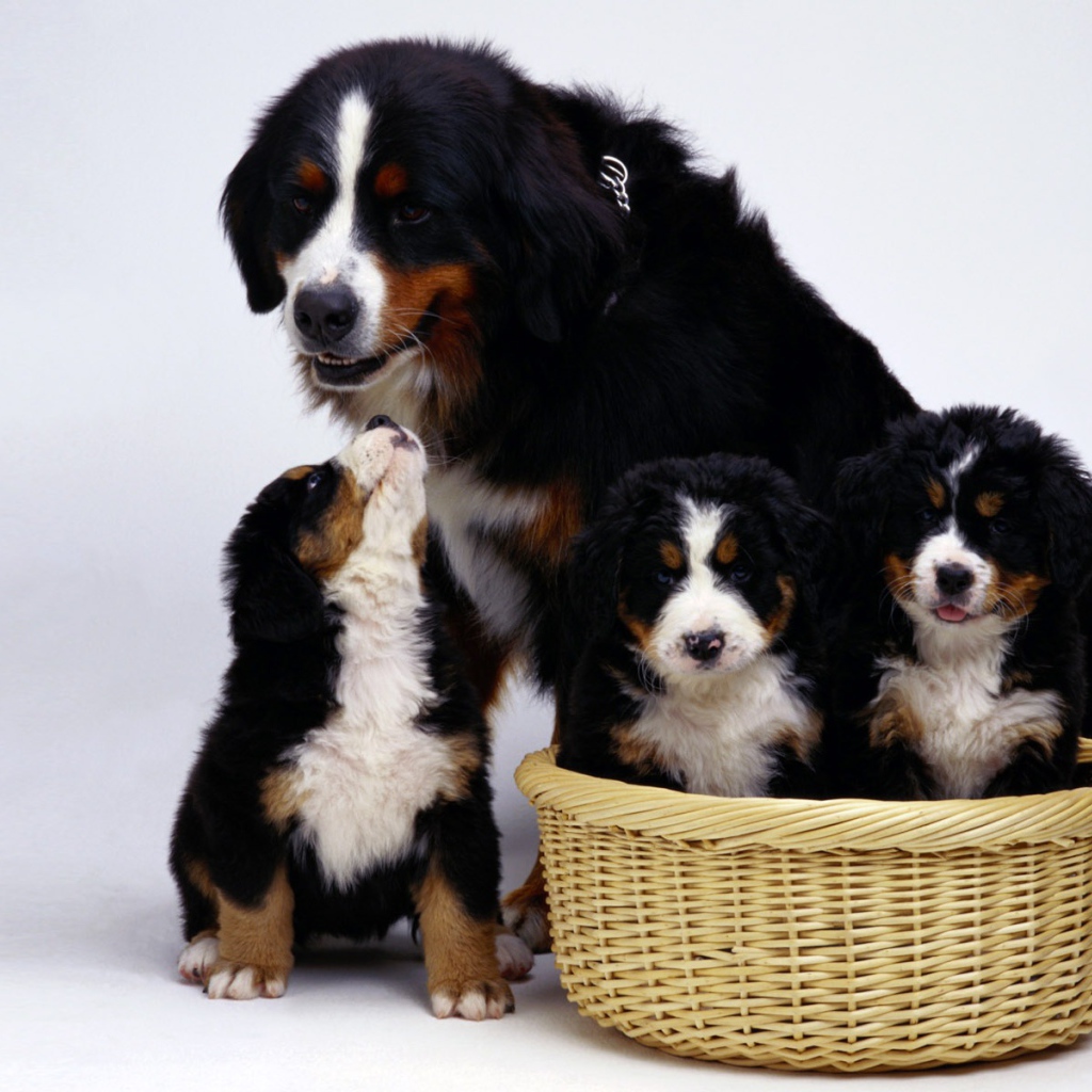 Семья бернской пастушьей собаки на белом фоне