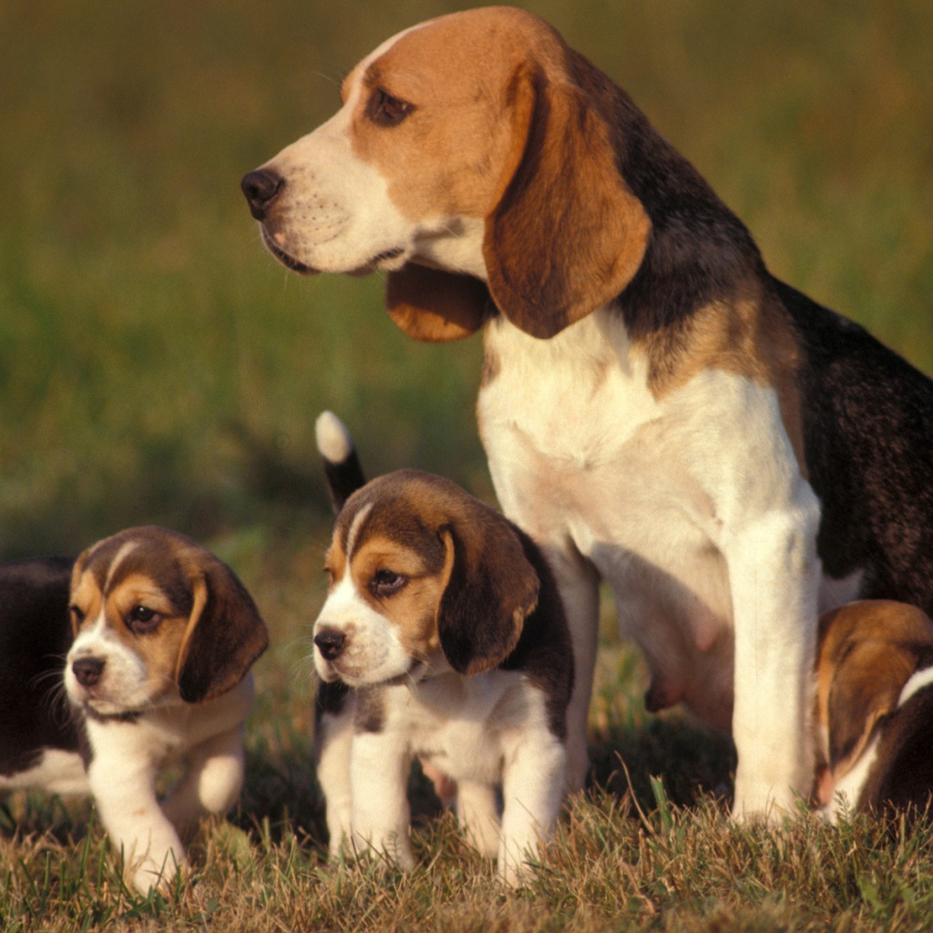 Family beagle dogs