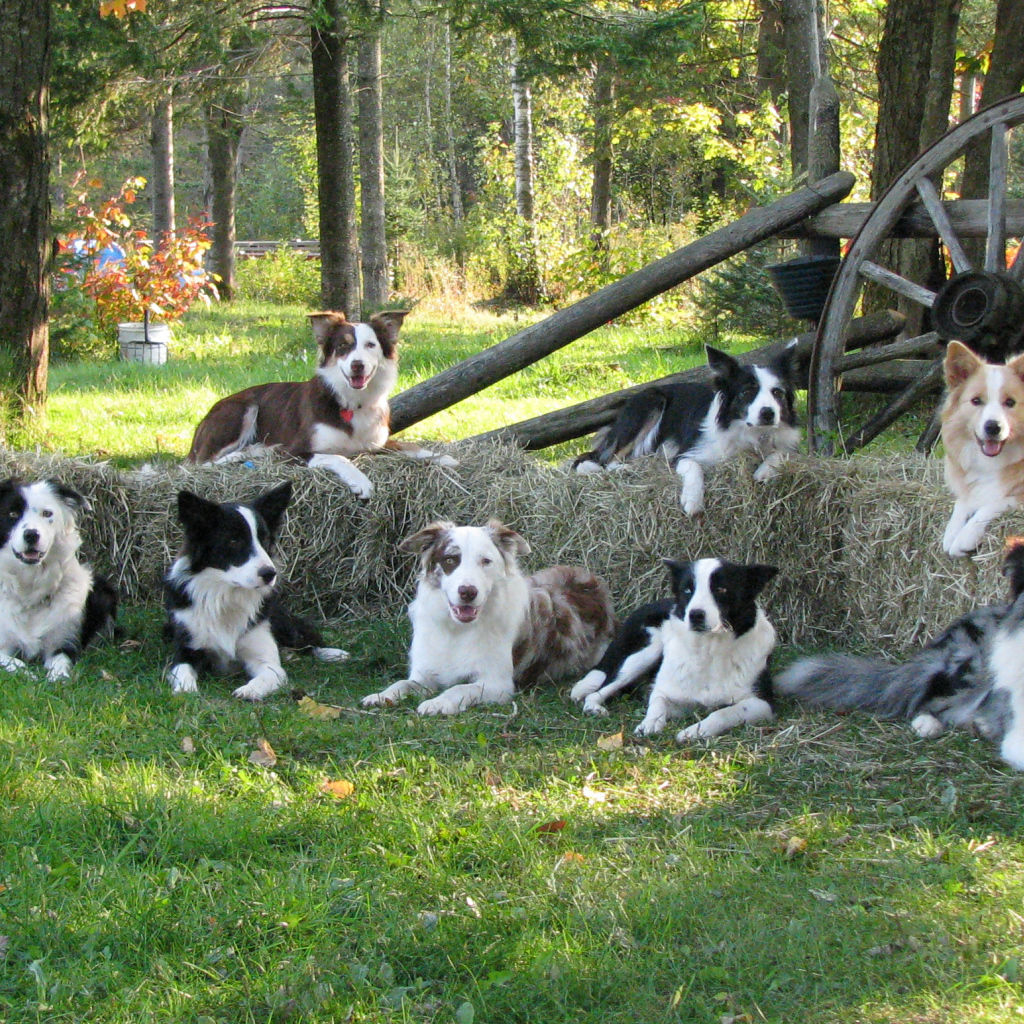 Семья собак бордер-колли