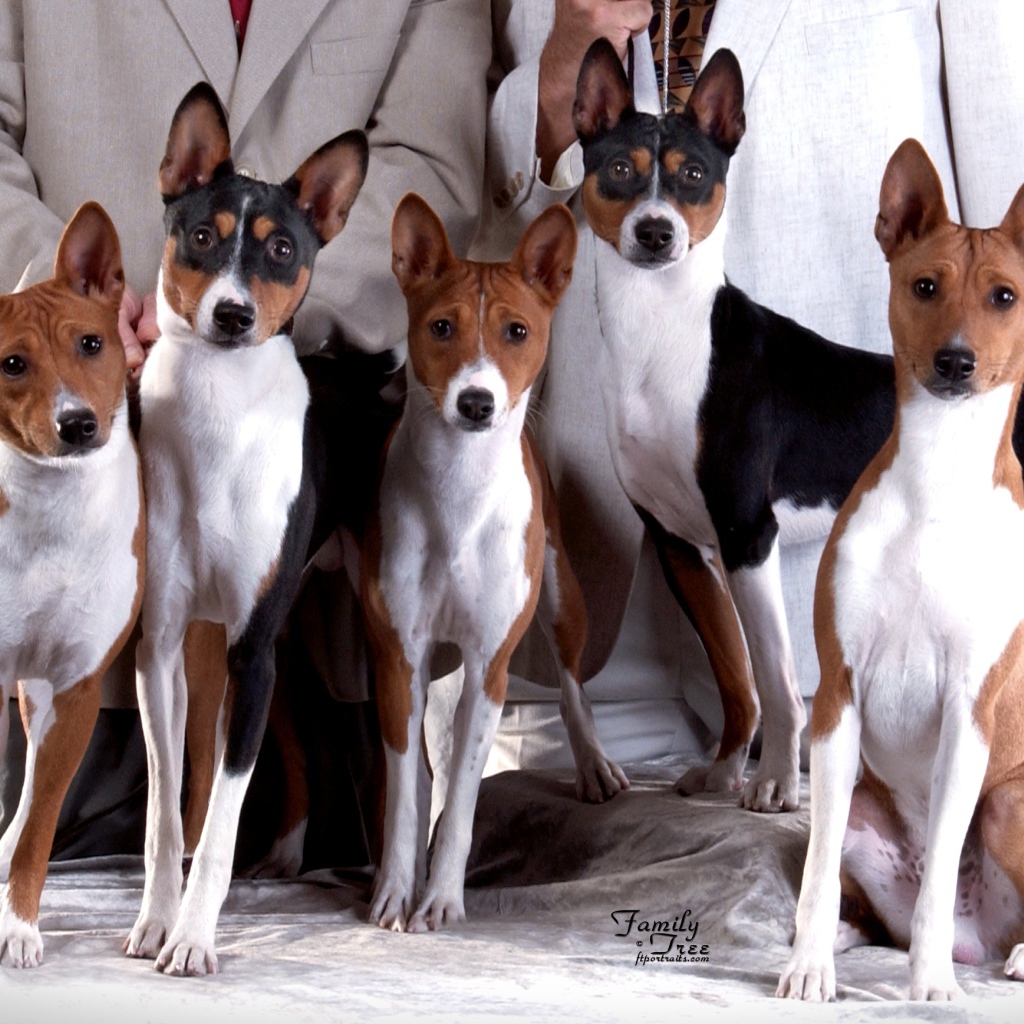 Семейная фотография собак породы басенджи