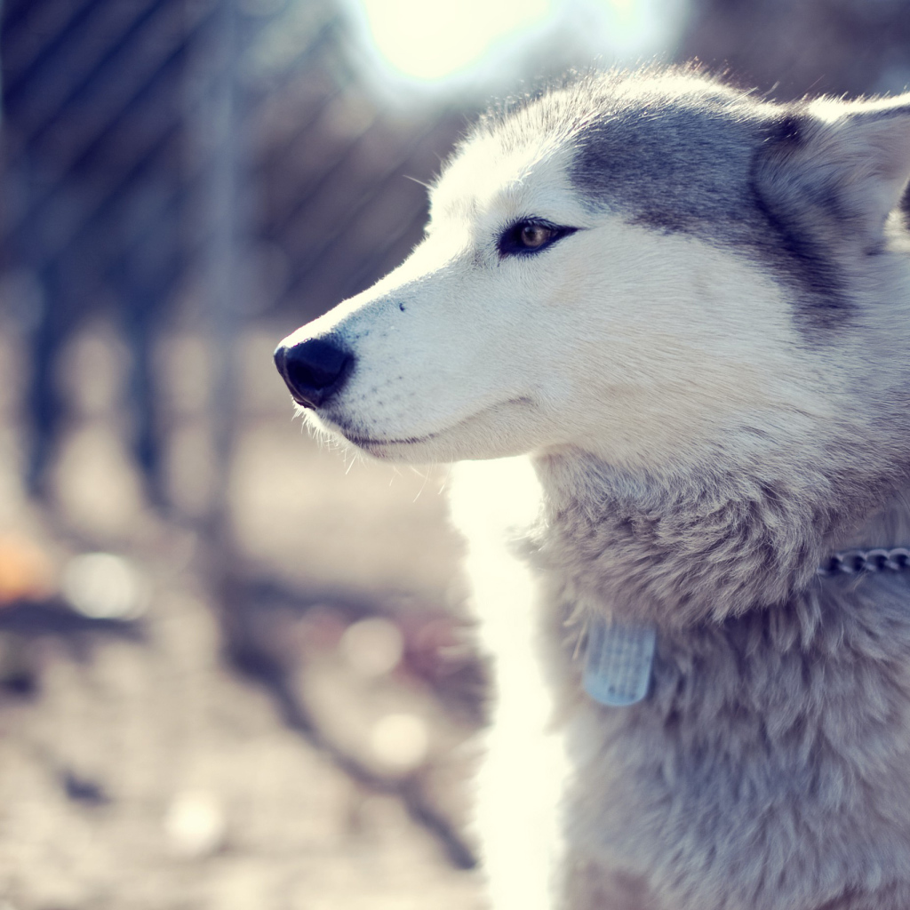 Самка аляскинского маламута