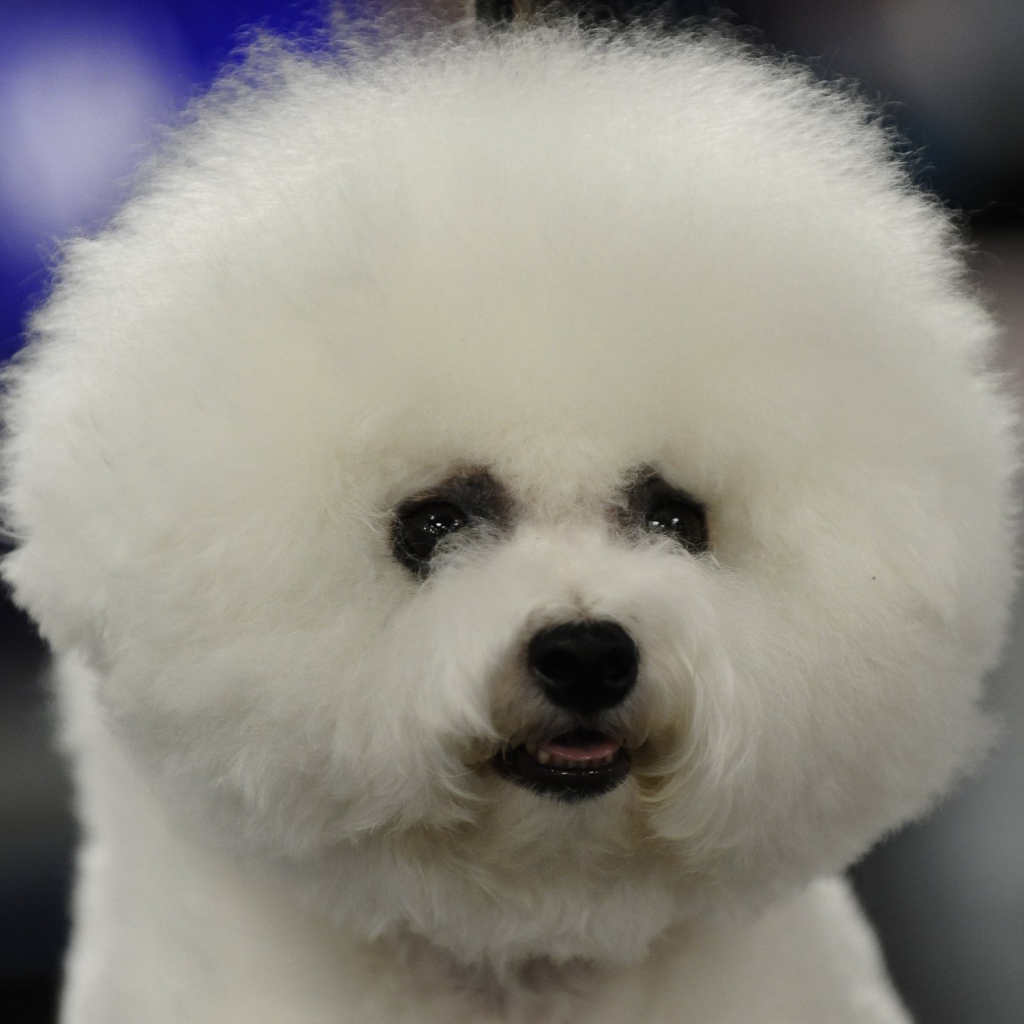 Пушистая собака породы бишон-фриз