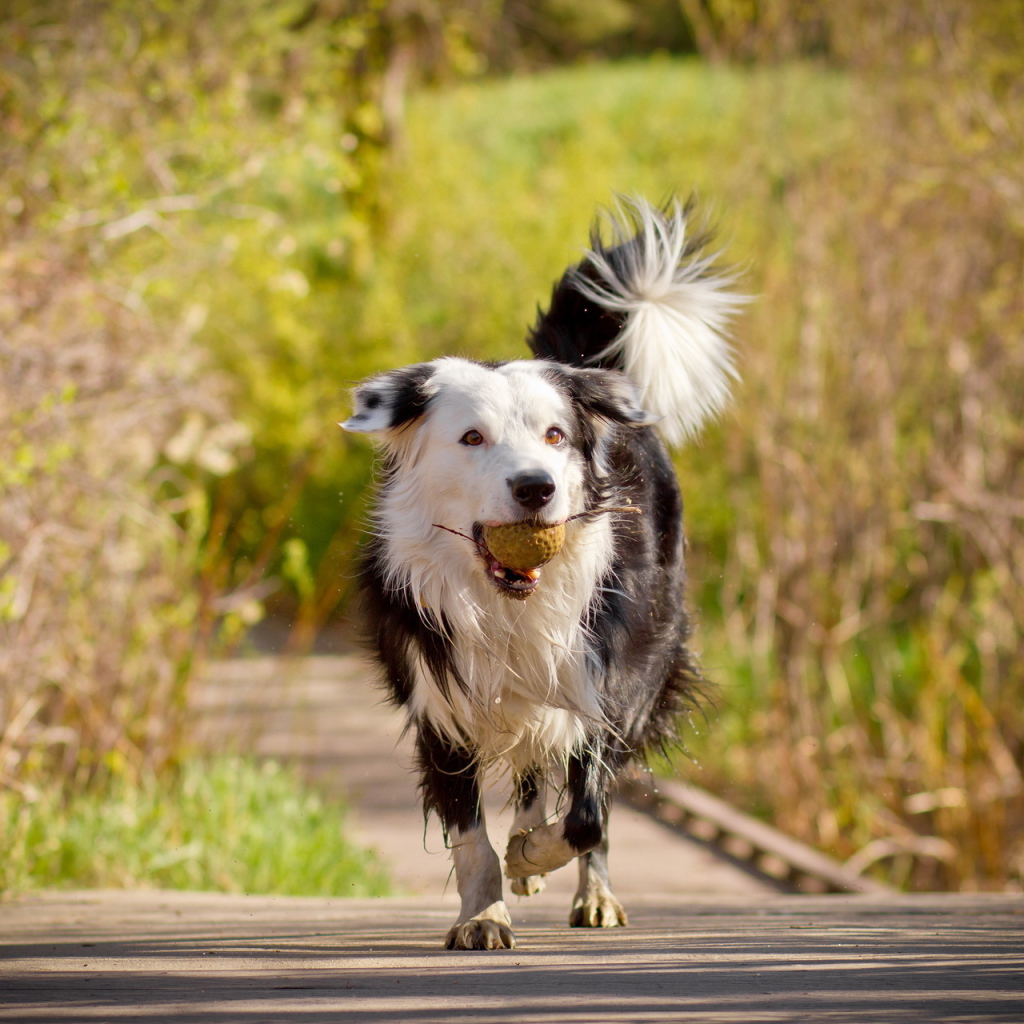 Пушистая собака с мячом