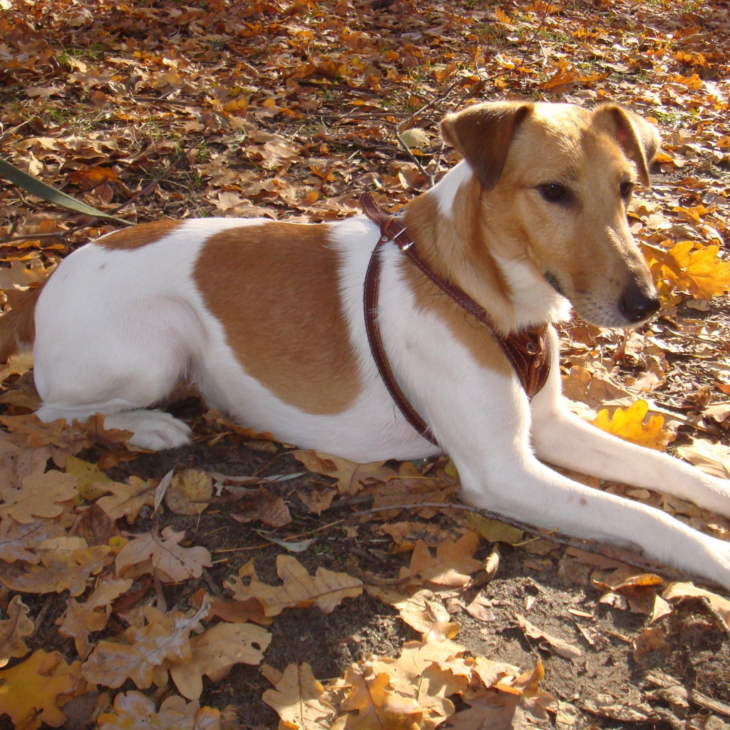 Фокстерьер на листьях